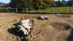 bild_Biete Beteiligung fr Mangalitza-Weide-Wollschweine in der Ukraine