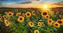 Anzeigenbild Sonnenblumenkerne