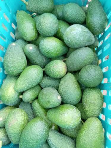 Hass-Avocado Marokko: Premium B2B Direktimport (Kal. 14-16) Hauptbild zu Avocado