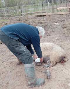 Leasing Mangalitza Weideschwein